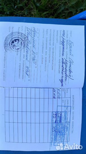 Собака в добрые руки хаски