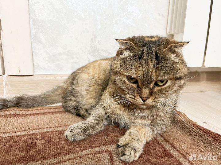 Шотландская Кошка