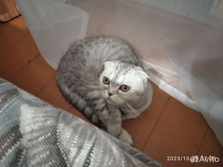 Вислоухая кошка бесплатно