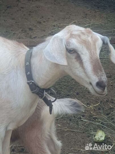 Коза нубийская