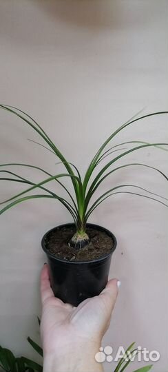 Пальма нолина