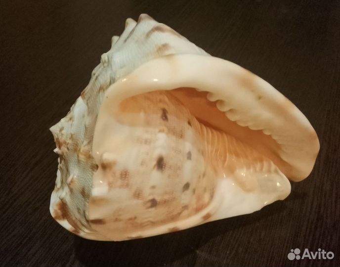 Морские ракушки Кассис корнута и Лямбис