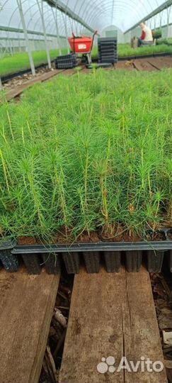 Саженцы ели европейской зкс от производителя