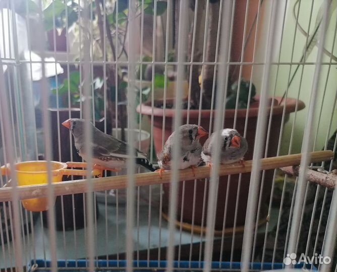 Зебровые амадины