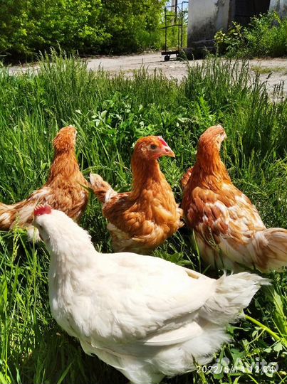 Молодняк кур-несушек породы хайсекс-браун