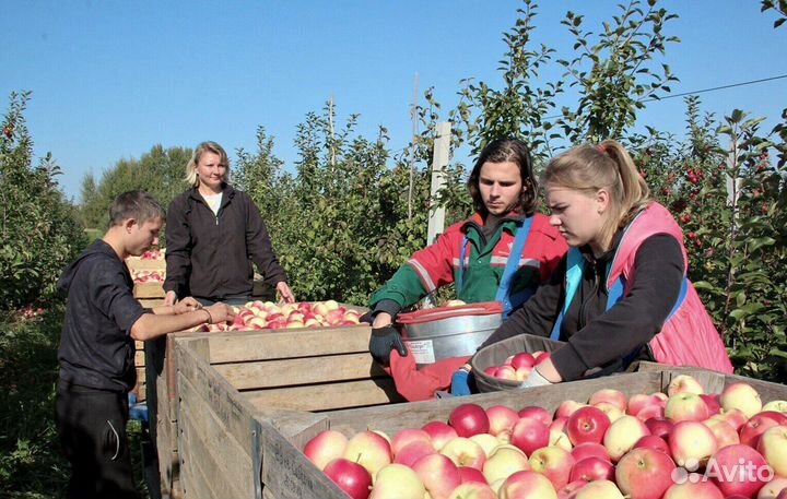Рабочий по сборке яблок. Вахта