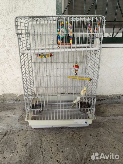 Попугай с клеткой