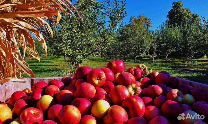 Работа Сборщиком яблок