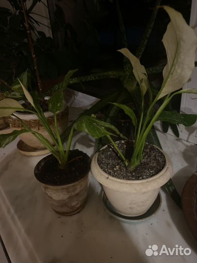 Спатифиллум домино