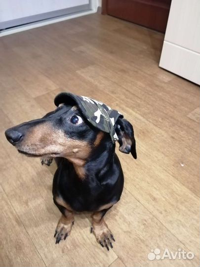 Кепка для собак