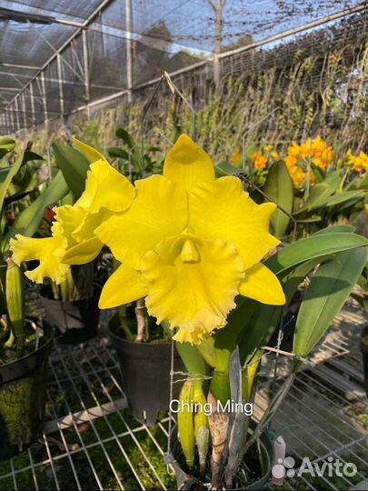 Орхидея. Каттлея. Rlc. Lustrous Jade “Emerald”