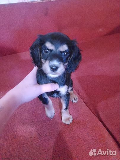 Продам щенка спаниэль девочка