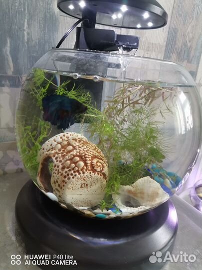 Аквариум круглый 25 л и Tetra Cascade 6.8 л