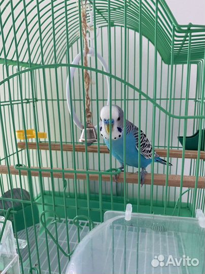 Волнистый попугай самец