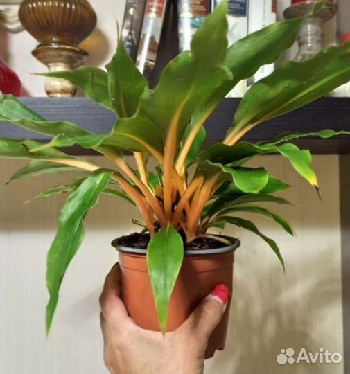 Хлорофитум Грин Оранж, Сингониум, Рипсалис