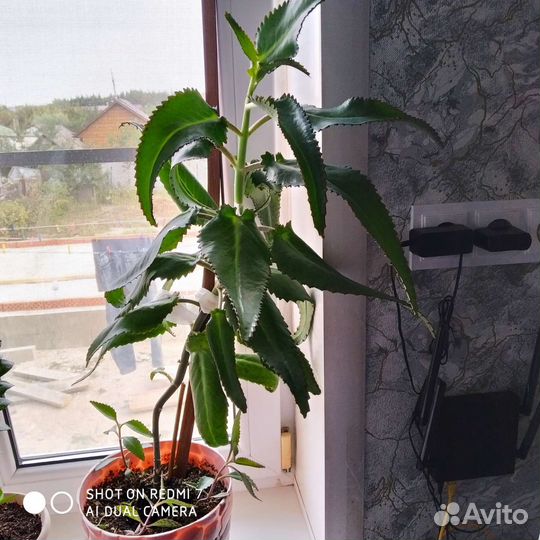Каланхоэ лечебное