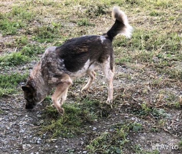 Собака в добрые руки