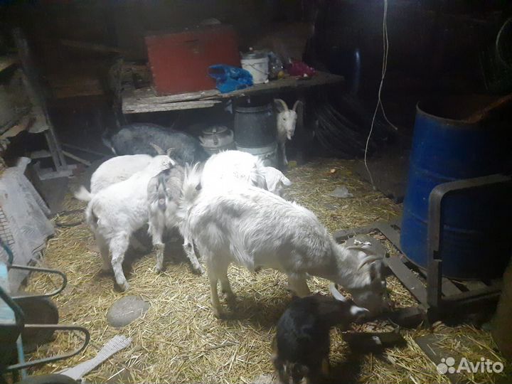 Коза дойная