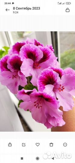 Королевская пеларгония