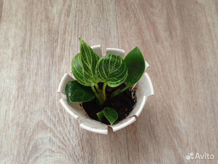 Комнатные растения. Филодендрон Биркин Вайт