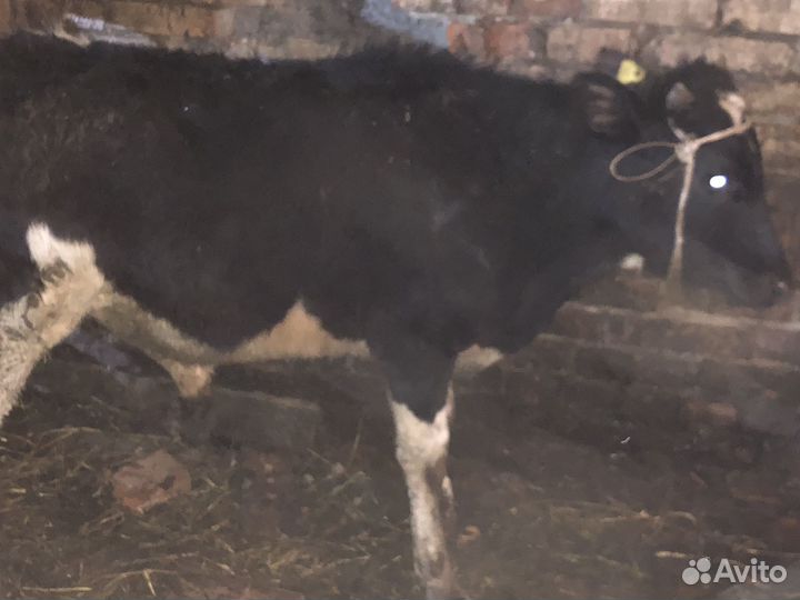 Быки и телки