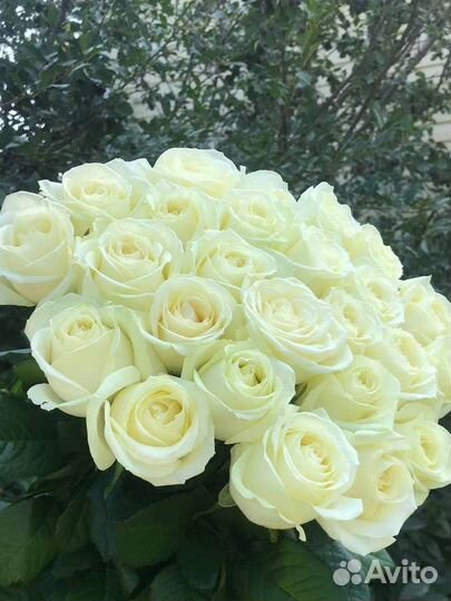 Букет из роз 15, 25 и 31 шт с доставкой