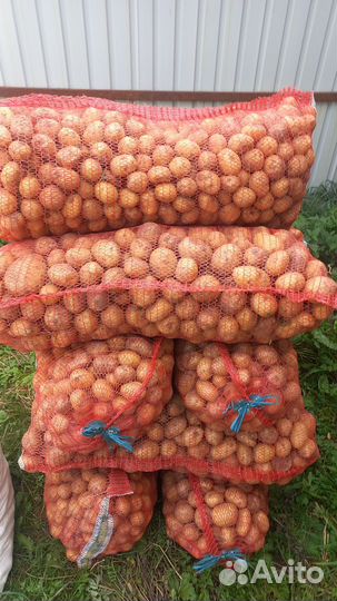 Продаю картошку