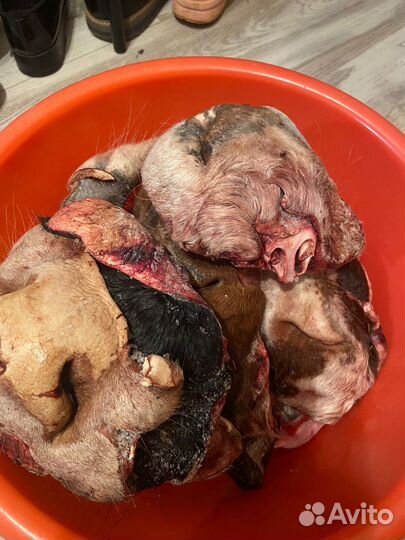 Мясо для собак и кошек