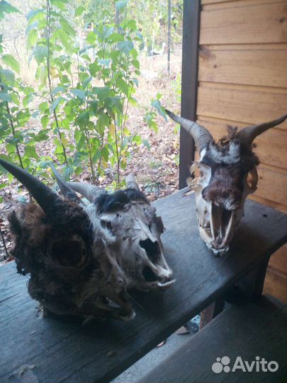 Черепа козьи с рогами