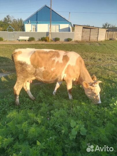 Корова дойная