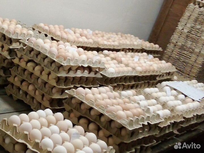 Инкубационное яйцо