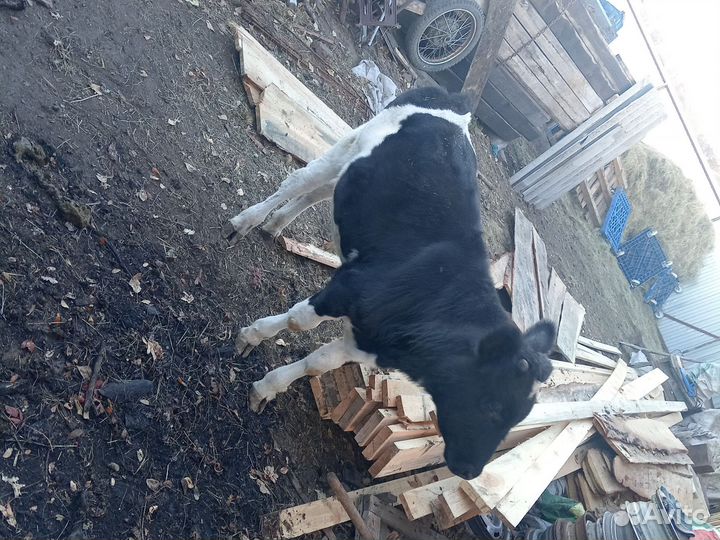 Бычок телёнок