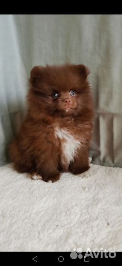 Шоколадка 5 месяцев