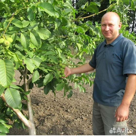 Грецкий орех саженцы