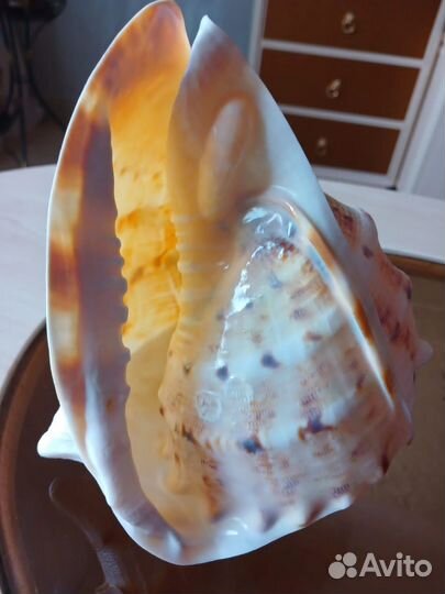 Бронь Большая морская раковина