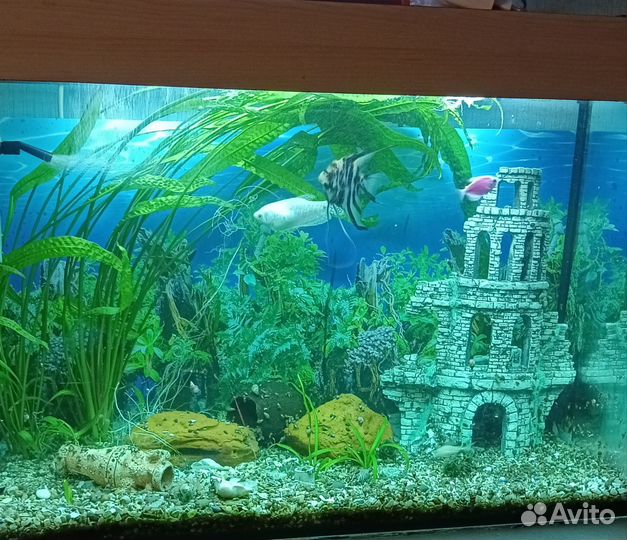 Склярия и гурами