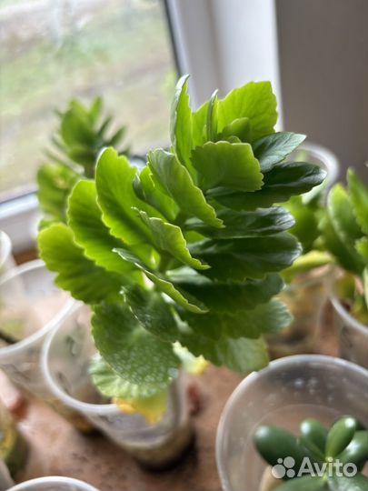 Каланхое Блоссфельда