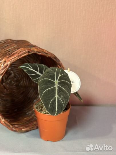 Алоказия black velvet d12