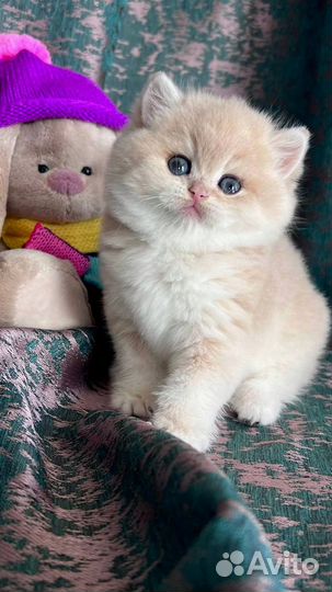 Британска кошка в драгоценном окрасе