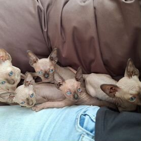 Канадский сфинкс котенок