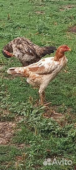 Бойцовые куры