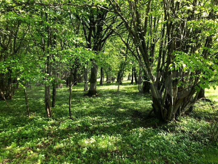 Участок 5 га (СНТ, ДНП)