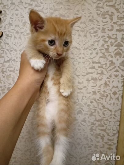 Котик в дар