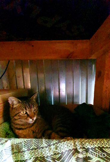 В добрые руки