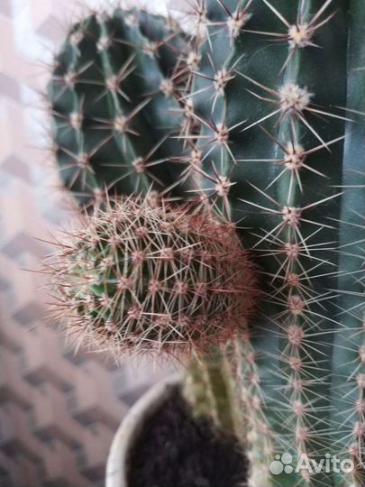 Кактус и Алоэ