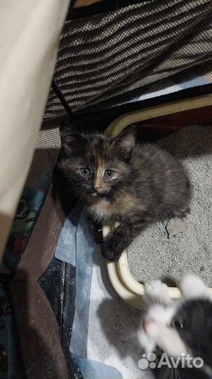 Котенок
