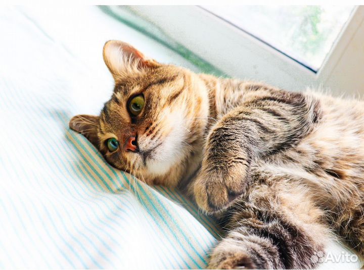 Котик Табби в добрые руки