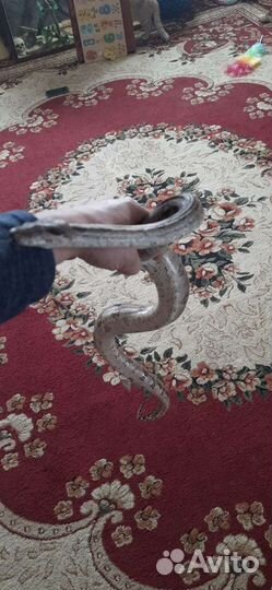 Императорский удав