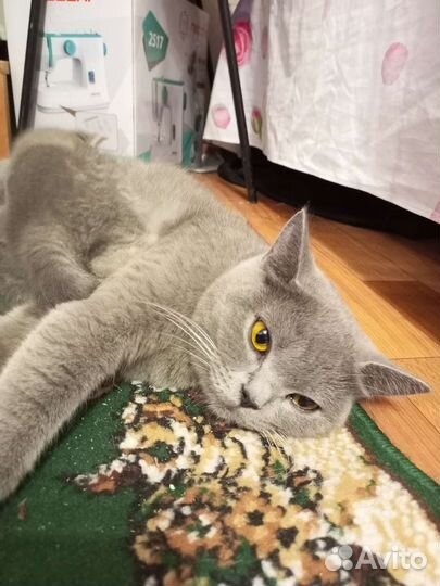 Британская