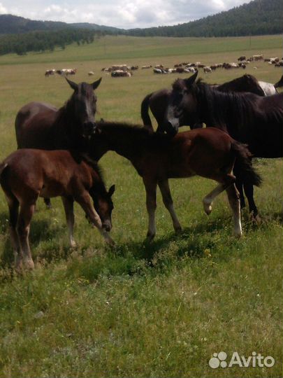 Овцы бараны ягнята оптом